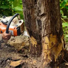 Pilarka Stihl czy Husqvarna: Która lepsza dla Twoich potrzeb?