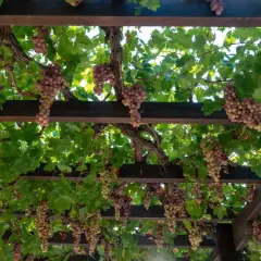 Pergola na winogron z obfitymi kiściami różowych winogron zwisającymi wśród zielonych liści.