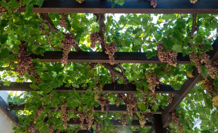 Pergola na winogron: Budowa, odmiany i pielęgnacja krok po kroku